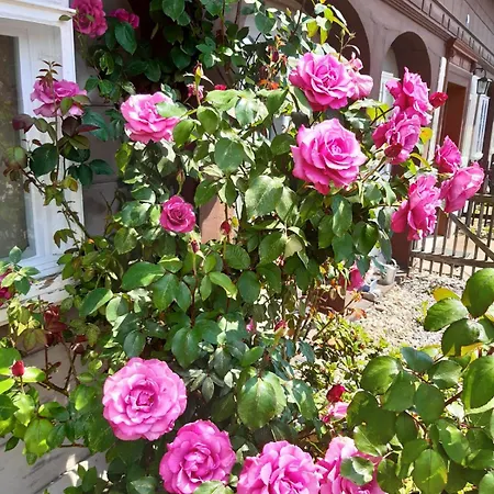 Elsa Mit Sauna Und Whirlpool بيت للعطل *