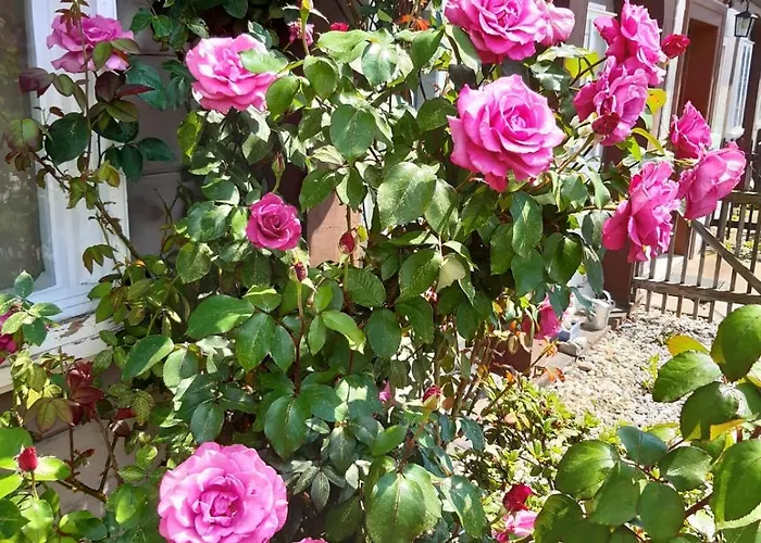 Elsa Mit Sauna Und Whirlpool بيت للعطل *